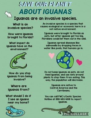 Invasive Iguanas_Sadyne O